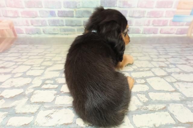 茨城県のミニチュアダックスフンド(ロング) (Coo&RIKU牛久店/2025年11月12日生まれ/男の子/ブラックタン)の子犬の4枚目の画像