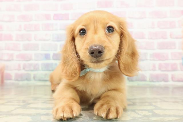 千葉県のミニチュアダックスフンド(ロング) (Coo&RIKU木更津店/2025年11月12日生まれ/男の子/ゴールド)の子犬の1枚目の画像