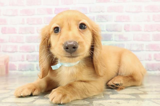 千葉県のミニチュアダックスフンド(ロング) (Coo&RIKU木更津店/2025年11月12日生まれ/男の子/ゴールド)の子犬の2枚目の画像