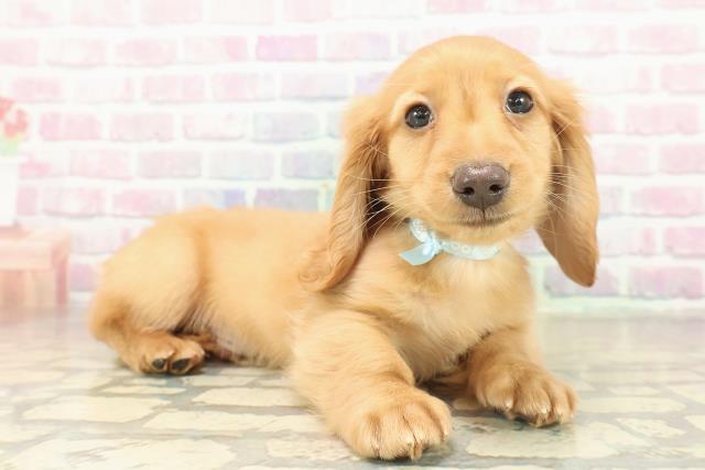 千葉県のミニチュアダックスフンド(ロング) (Coo&RIKU木更津店/2025年11月12日生まれ/男の子/ゴールド)の子犬の3枚目の画像