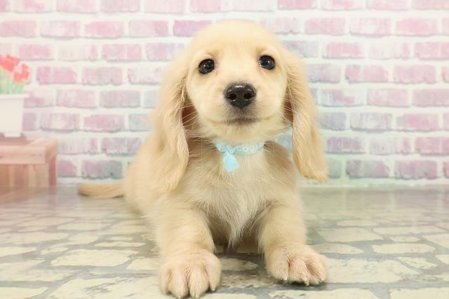 神奈川県のミニチュアダックスフンド(ロング) (Coo&RIKU秦野店/2025年11月12日生まれ/男の子/イエロー)の子犬の1枚目の画像