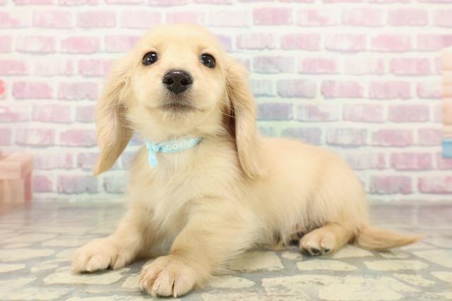 神奈川県のミニチュアダックスフンド(ロング) (Coo&RIKU秦野店/2025年11月12日生まれ/男の子/イエロー)の子犬の2枚目の画像