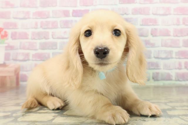 神奈川県のミニチュアダックスフンド(ロング) (Coo&RIKU秦野店/2025年11月12日生まれ/男の子/イエロー)の子犬の3枚目の画像