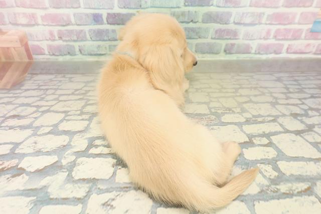 神奈川県のミニチュアダックスフンド(ロング) (Coo&RIKU秦野店/2025年11月12日生まれ/男の子/イエロー)の子犬の4枚目の画像