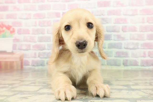 東京都のミニチュアダックスフンド(ロング) (Coo&RIKU足立本店/2025年11月12日生まれ/女の子/イエロー)の子犬の1枚目の画像