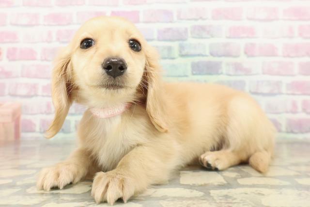 東京都のミニチュアダックスフンド(ロング) (Coo&RIKU足立本店/2025年11月12日生まれ/女の子/イエロー)の子犬の2枚目の画像