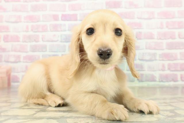 東京都のミニチュアダックスフンド(ロング) (Coo&RIKU足立本店/2025年11月12日生まれ/女の子/イエロー)の子犬の3枚目の画像