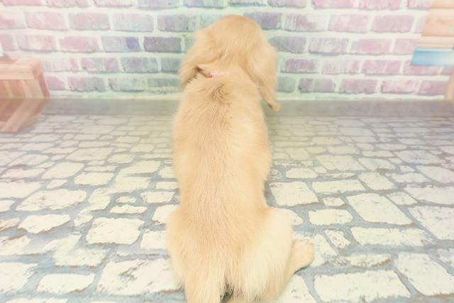 東京都のミニチュアダックスフンド(ロング) (Coo&RIKU足立本店/2025年11月12日生まれ/女の子/イエロー)の子犬の4枚目の画像