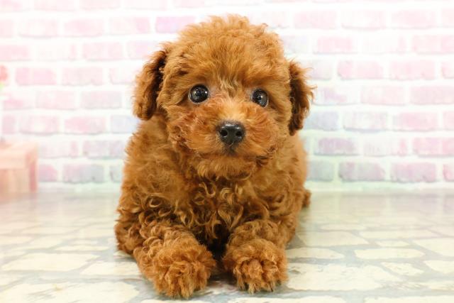 トイ・プードル