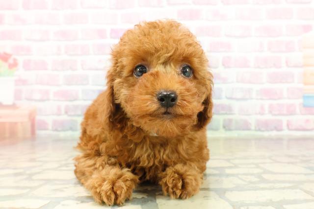 トイ・プードル