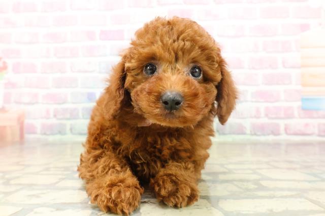 トイ・プードル