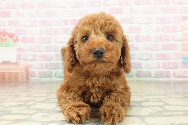 トイ・プードル