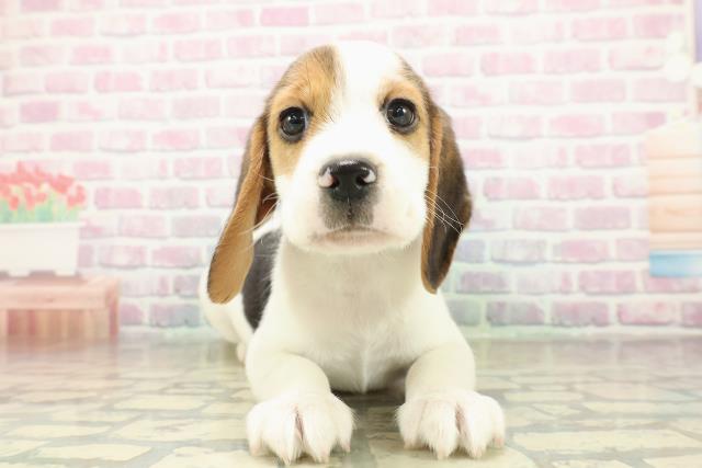 千葉県のビーグル (Coo&RIKU木更津店/2025年11月10日生まれ/男の子/ブラックタンホワイト)の子犬の1枚目の画像