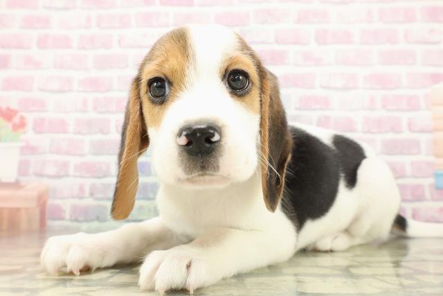 千葉県のビーグル (Coo&RIKU木更津店/2025年11月10日生まれ/男の子/ブラックタンホワイト)の子犬の2枚目の画像