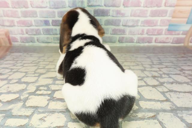 千葉県のビーグル (Coo&RIKU木更津店/2025年11月10日生まれ/男の子/ブラックタンホワイト)の子犬の4枚目の画像