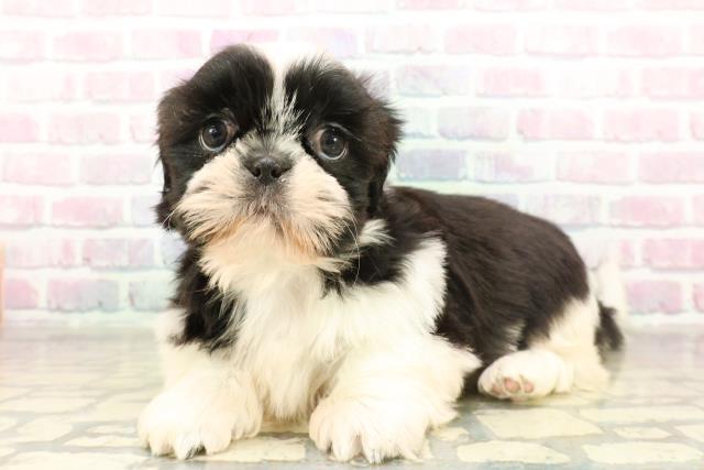 東京都のシーズー (Coo&RIKU池袋西口店/2025年11月18日生まれ/女の子/ホワイトブラック)の子犬の2枚目の画像