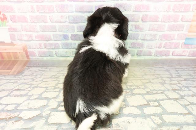 東京都のシーズー (Coo&RIKU池袋西口店/2025年11月18日生まれ/女の子/ホワイトブラック)の子犬の4枚目の画像