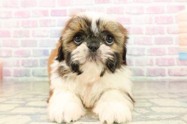 東京都のシーズー (Coo&RIKU大久保店/2025年11月18日生まれ/女の子/ホワイトゴールド)の子犬の1枚目の画像