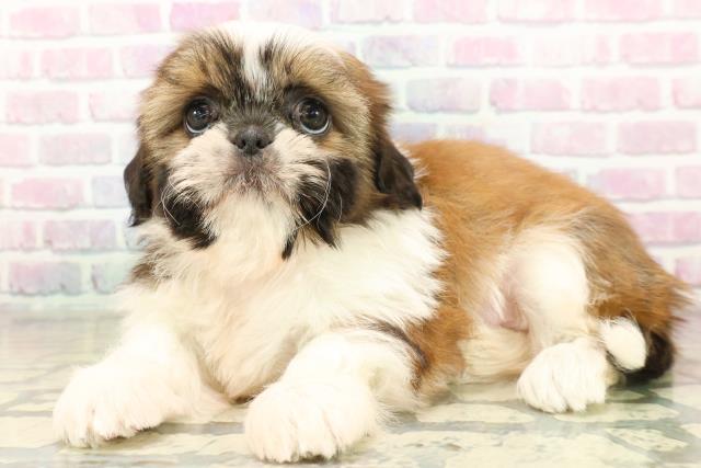 東京都のシーズー (Coo&RIKU大久保店/2025年11月18日生まれ/女の子/ホワイトゴールド)の子犬の2枚目の画像