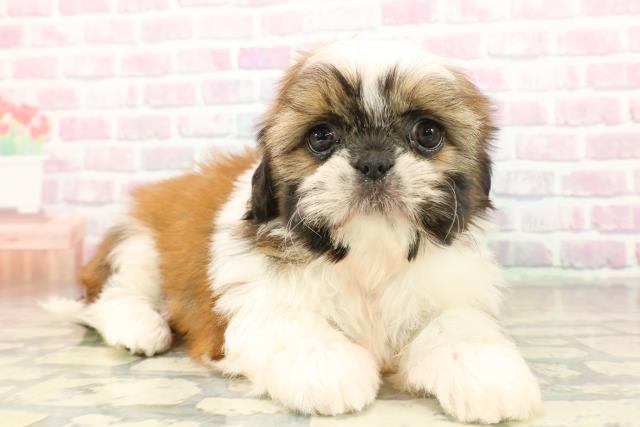 東京都のシーズー (Coo&RIKU大久保店/2025年11月18日生まれ/女の子/ホワイトゴールド)の子犬の3枚目の画像