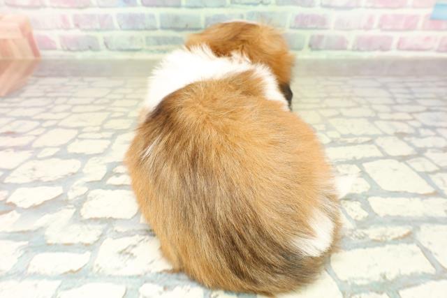 東京都のシーズー (Coo&RIKU大久保店/2025年11月18日生まれ/女の子/ホワイトゴールド)の子犬の4枚目の画像