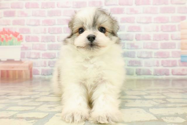 群馬県のポメマル/マルポメ(ポメラニアン×マルチーズ) (Coo&RIKU藤岡店/2025年11月18日生まれ/男の子/パーティーカラー)の子犬の1枚目の画像