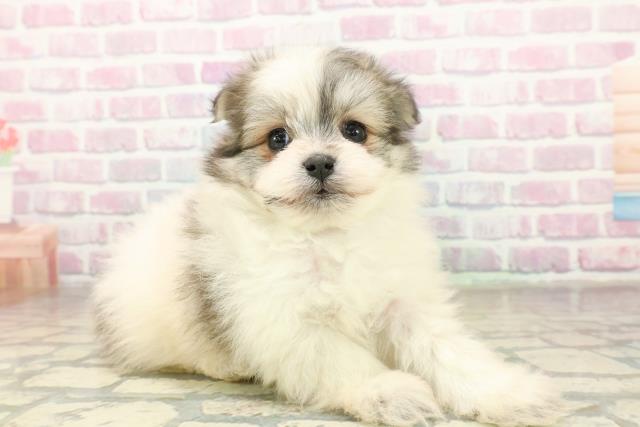 群馬県のポメマル/マルポメ(ポメラニアン×マルチーズ) (Coo&RIKU藤岡店/2025年11月18日生まれ/男の子/パーティーカラー)の子犬の3枚目の画像