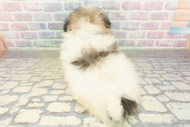 群馬県のポメマル/マルポメ(ポメラニアン×マルチーズ) (Coo&RIKU藤岡店/2025年11月18日生まれ/男の子/パーティーカラー)の子犬の4枚目の画像