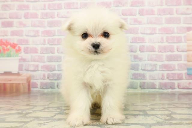 沖縄県のポメマル/マルポメ(ポメラニアン×マルチーズ) (Coo&RIKUイーアス沖縄豊崎店/2025年11月18日生まれ/男の子/ホワイト)の子犬の1枚目の画像