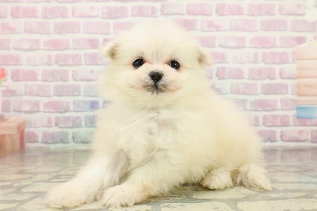 沖縄県のポメマル/マルポメ(ポメラニアン×マルチーズ) (Coo&RIKUイーアス沖縄豊崎店/2025年11月18日生まれ/男の子/ホワイト)の子犬の2枚目の画像