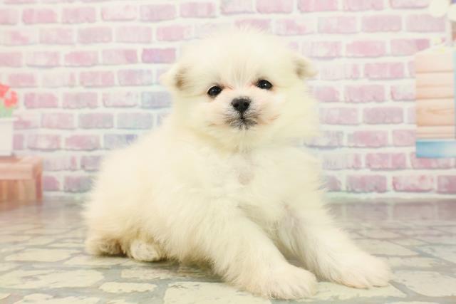 沖縄県のポメマル/マルポメ(ポメラニアン×マルチーズ) (Coo&RIKUイーアス沖縄豊崎店/2025年11月18日生まれ/男の子/ホワイト)の子犬の3枚目の画像