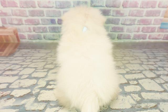 沖縄県のポメマル/マルポメ(ポメラニアン×マルチーズ) (Coo&RIKUイーアス沖縄豊崎店/2025年11月18日生まれ/男の子/ホワイト)の子犬の4枚目の画像