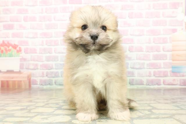 千葉県のポメマル/マルポメ(ポメラニアン×マルチーズ) (Coo&RIKUコメリパワー旭店/2025年11月18日生まれ/男の子/オレンジ)の子犬