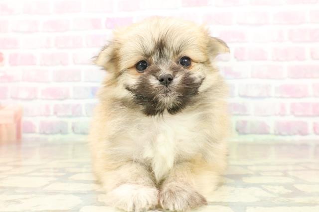 千葉県のポメマル/マルポメ(ポメラニアン×マルチーズ) (Coo&RIKU東船橋店/2025年11月18日生まれ/女の子/オレンジ)の子犬