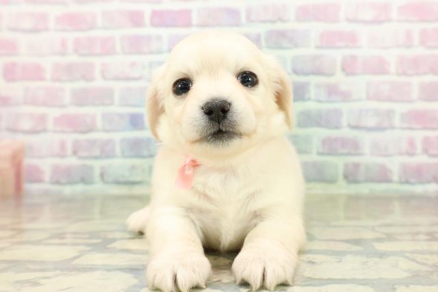 群馬県のチワックス(チワワ×ダックス) (Coo&RIKU伊勢崎店/2025年11月17日生まれ/女の子/イエロー)の子犬の1枚目の画像