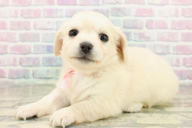 群馬県のチワックス(チワワ×ダックス) (Coo&RIKU伊勢崎店/2025年11月17日生まれ/女の子/イエロー)の子犬の2枚目の画像