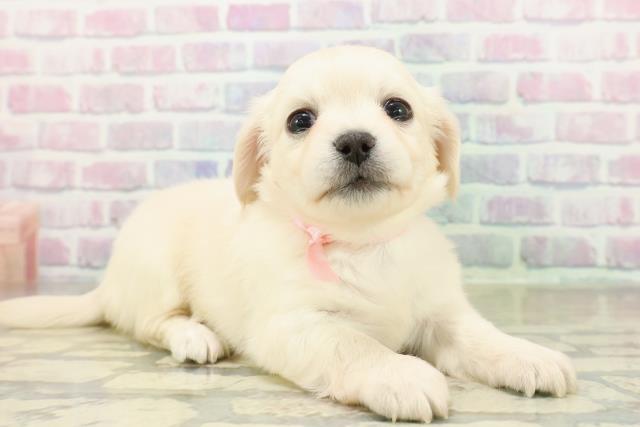 群馬県のチワックス(チワワ×ダックス) (Coo&RIKU伊勢崎店/2025年11月17日生まれ/女の子/イエロー)の子犬の3枚目の画像