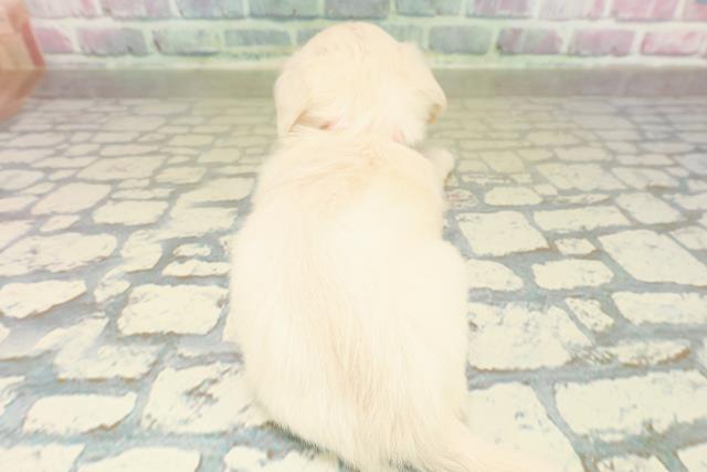 群馬県のチワックス(チワワ×ダックス) (Coo&RIKU伊勢崎店/2025年11月17日生まれ/女の子/イエロー)の子犬の4枚目の画像