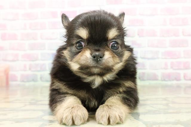 東京都のチワワ(ロング) (Coo&RIKU新宿三丁目店/2025年11月13日生まれ/男の子/ブラックタンホワイト)の子犬の1枚目の画像