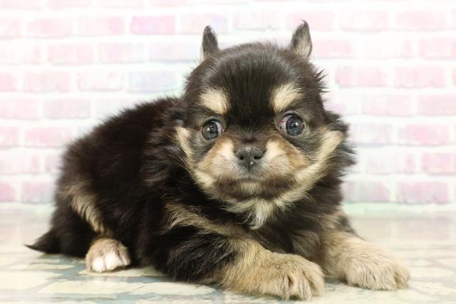 東京都のチワワ(ロング) (Coo&RIKU新宿三丁目店/2025年11月13日生まれ/男の子/ブラックタンホワイト)の子犬の3枚目の画像