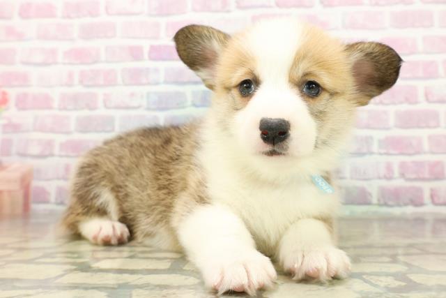 神奈川県のウェルシュコーギーペンブローク (Coo&RIKU横浜青葉店/2025年11月18日生まれ/男の子/セーブルホワイト)の子犬の3枚目の画像