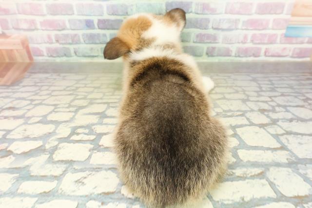 神奈川県のウェルシュコーギーペンブローク (Coo&RIKU横浜青葉店/2025年11月18日生まれ/男の子/セーブルホワイト)の子犬の4枚目の画像