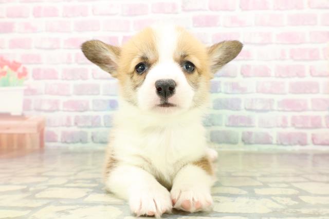 埼玉県のウェルシュコーギーペンブローク (Coo&RIKUアニマルケアセンター大宮/2025年11月18日生まれ/男の子/セーブルホワイト)の子犬の1枚目の画像