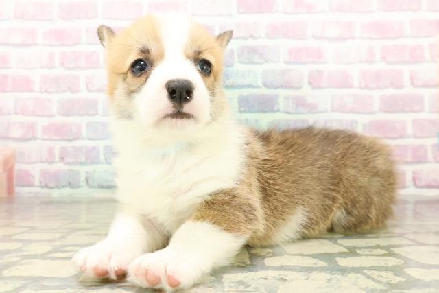 埼玉県のウェルシュコーギーペンブローク (Coo&RIKUアニマルケアセンター大宮/2025年11月18日生まれ/男の子/セーブルホワイト)の子犬の2枚目の画像