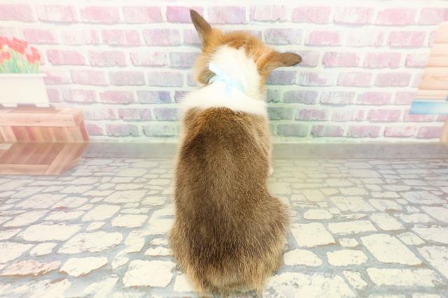 埼玉県のウェルシュコーギーペンブローク (Coo&RIKUアニマルケアセンター大宮/2025年11月18日生まれ/男の子/セーブルホワイト)の子犬の4枚目の画像