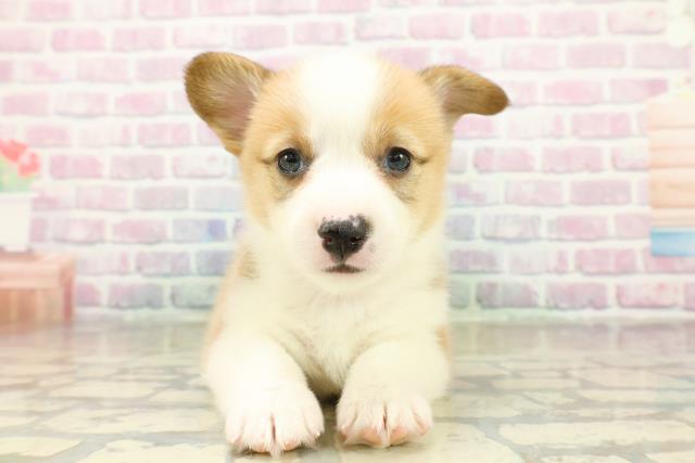 沖縄県のウェルシュコーギーペンブローク (Coo&RIKU沖縄浦添店/2025年11月18日生まれ/女の子/セーブルホワイト)の子犬の1枚目の画像