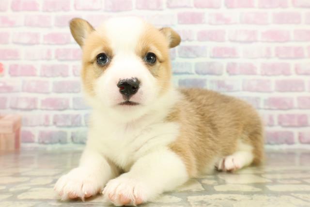 沖縄県のウェルシュコーギーペンブローク (Coo&RIKU沖縄浦添店/2025年11月18日生まれ/女の子/セーブルホワイト)の子犬の2枚目の画像