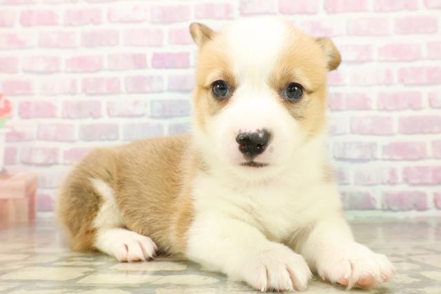 沖縄県のウェルシュコーギーペンブローク (Coo&RIKU沖縄浦添店/2025年11月18日生まれ/女の子/セーブルホワイト)の子犬の3枚目の画像