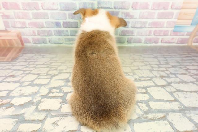 沖縄県のウェルシュコーギーペンブローク (Coo&RIKU沖縄浦添店/2025年11月18日生まれ/女の子/セーブルホワイト)の子犬の4枚目の画像