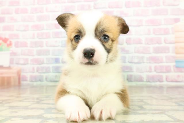 群馬県のウェルシュコーギーペンブローク (Coo&RIKU伊勢崎店/2025年11月18日生まれ/女の子/セーブルホワイト)の子犬の1枚目の画像